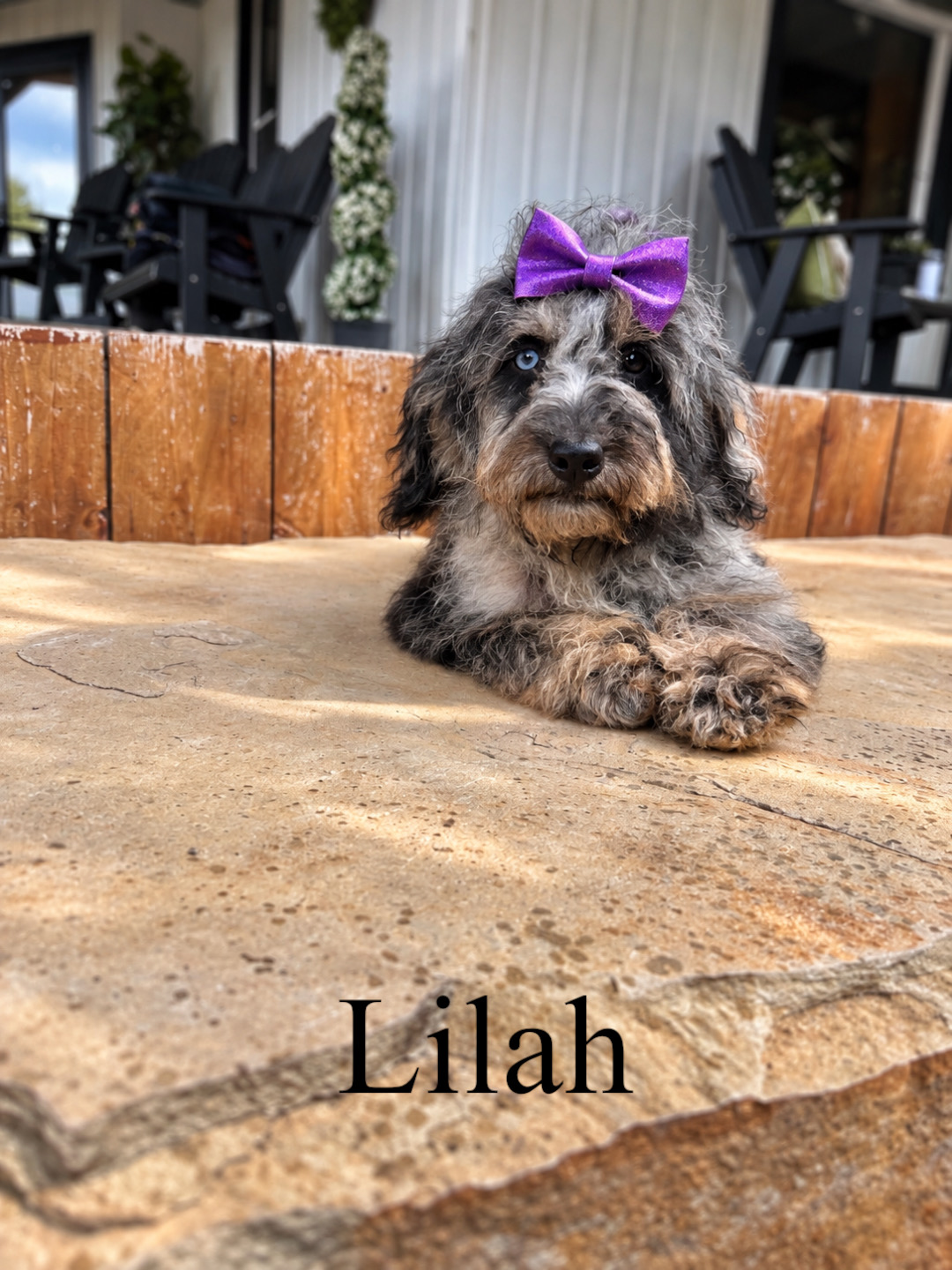 Lilah  1